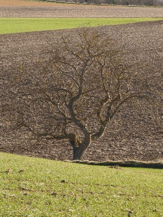 71_L arbre et la terre.jpg