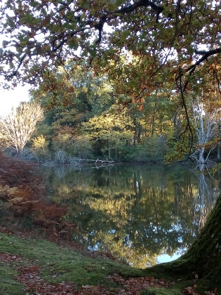4_Automne sur l'étang.jpg